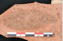 Foto (Detailansicht) von Quercus palaeoilex Ettingshausen (NHMW-GEO-2024-0188-7965)